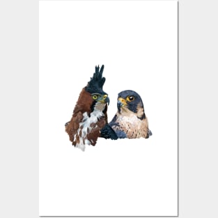 Crested Eagle and Peregrine Falcon Posters and Art